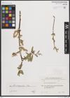 Foto von Salix brachypoda (Trautv. & C. A. Mey.) Kom.
